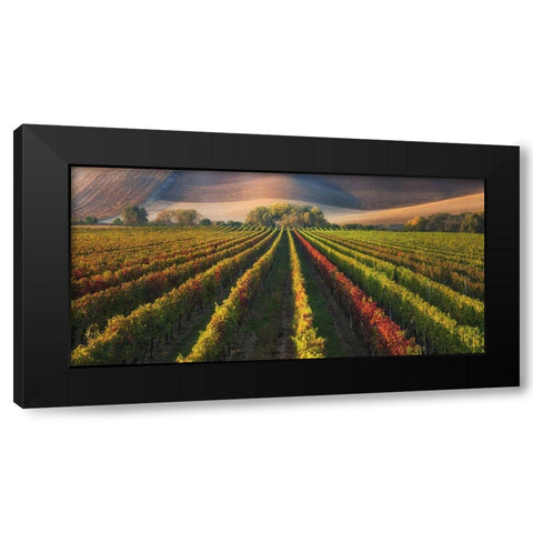 Vineyard In Autumn Black Modern Wood Framed Art Print with Double Matting by Komovec, Ales