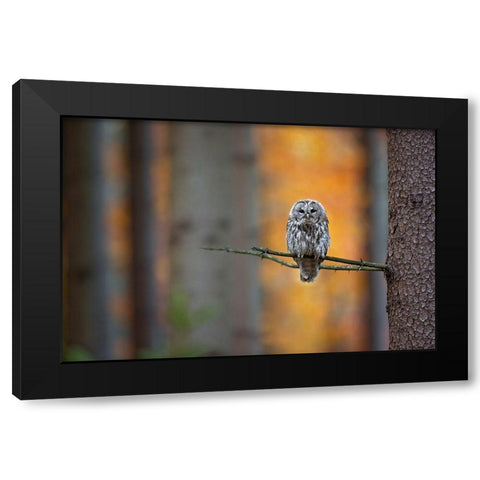 Tawny Owl Black Modern Wood Framed Art Print by Zygmunt, Milan