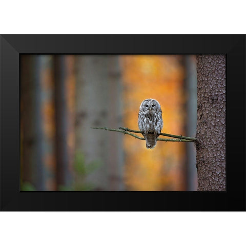 Tawny Owl Black Modern Wood Framed Art Print by Zygmunt, Milan