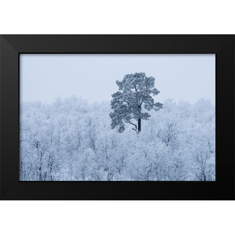 First Snow Black Modern Wood Framed Art Print by Kharitonov, Alexey