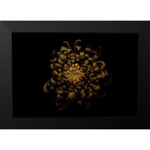 Chrysanthemum Black Modern Wood Framed Art Print by Gronkjar, Lotte
