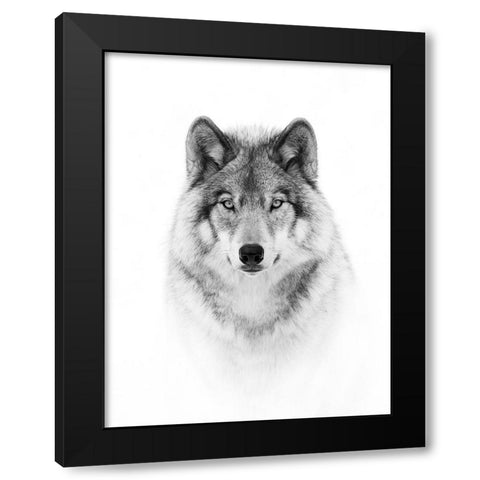 Portrait of a Timber Wolf Black Modern Wood Framed Art Print by Cumming, Jim