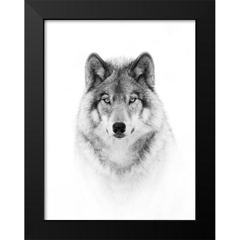 Portrait of a Timber Wolf Black Modern Wood Framed Art Print by Cumming, Jim
