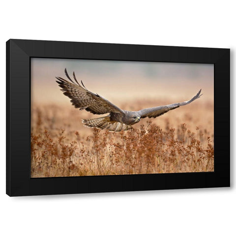 Common Buzzard Black Modern Wood Framed Art Print by Zygmunt, Milan