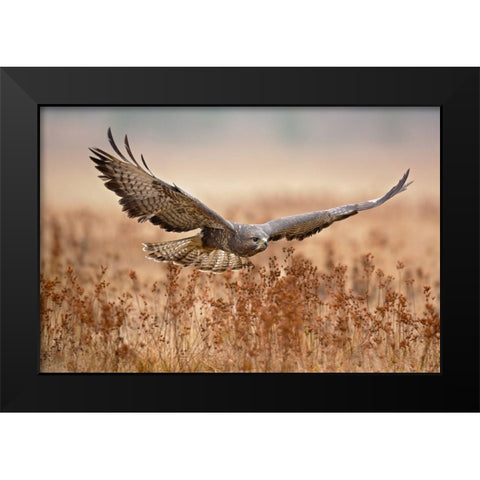 Common Buzzard Black Modern Wood Framed Art Print by Zygmunt, Milan