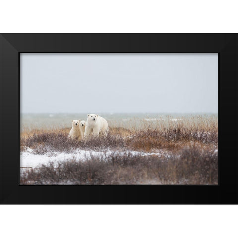 Mother A Cubs At The Seaside Black Modern Wood Framed Art Print by Pozzi, Marco