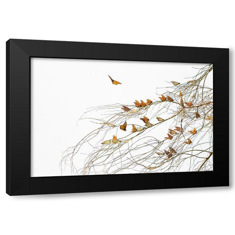 Winter Monarchies Black Modern Wood Framed Art Print by Mao, Dianne