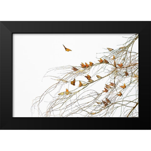 Winter Monarchies Black Modern Wood Framed Art Print by Mao, Dianne