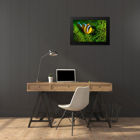 Yellow Clownfish On Green Anemon Black Modern Wood Framed Art Print by Gabriel, Barathieu