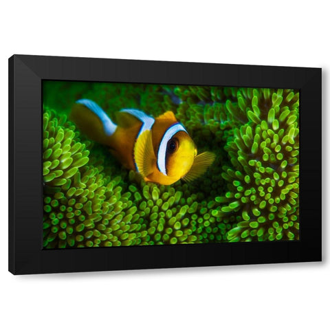 Yellow Clownfish On Green Anemon Black Modern Wood Framed Art Print by Gabriel, Barathieu