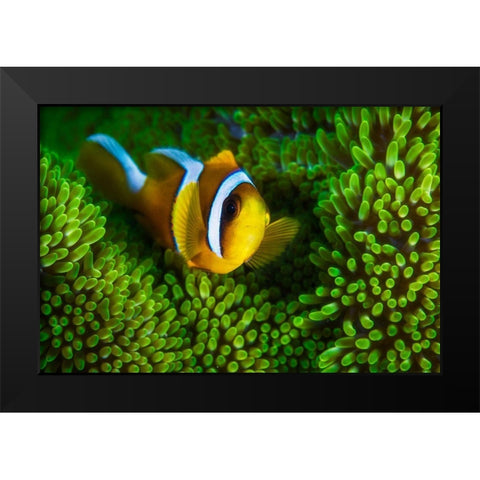 Yellow Clownfish On Green Anemon Black Modern Wood Framed Art Print by Gabriel, Barathieu