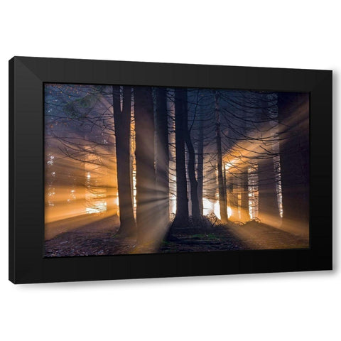 Forest Black Modern Wood Framed Art Print with Double Matting by Pavlasek, Tom