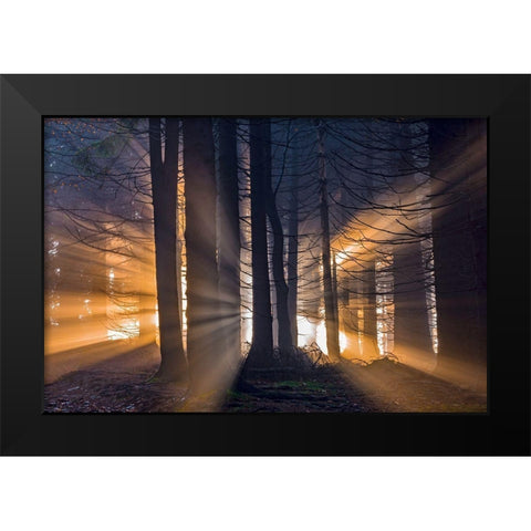 Forest Black Modern Wood Framed Art Print by Pavlasek, Tom
