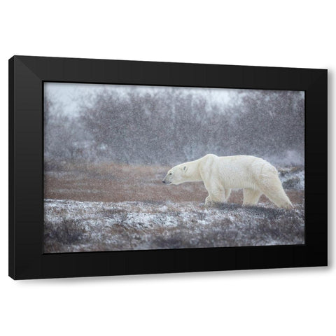 Let It Snow! Black Modern Wood Framed Art Print with Double Matting by Catta, Alessandro
