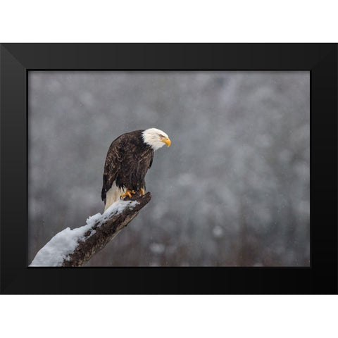 Snow On The Skagit Black Modern Wood Framed Art Print by Barsh, Greg