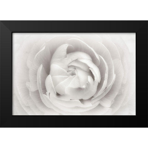 Ranunculus Black Modern Wood Framed Art Print by Gronkjar, Lotte