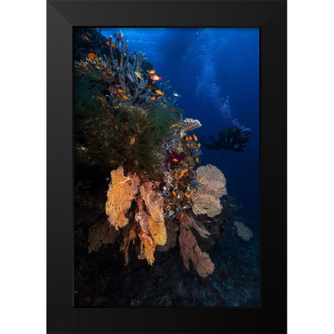 Diving Black Modern Wood Framed Art Print by Gabriel, Barathieu
