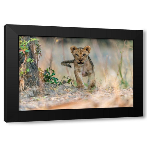 Cub - South Luangwa Black Modern Wood Framed Art Print by Damico, Giuseppe