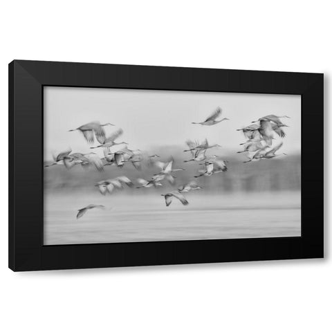 Dream Flight Black Modern Wood Framed Art Print by Wang, Kevin