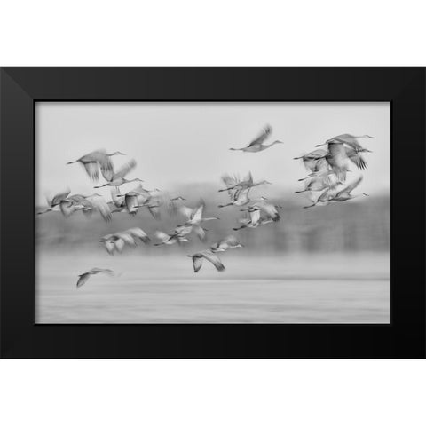Dream Flight Black Modern Wood Framed Art Print by Wang, Kevin