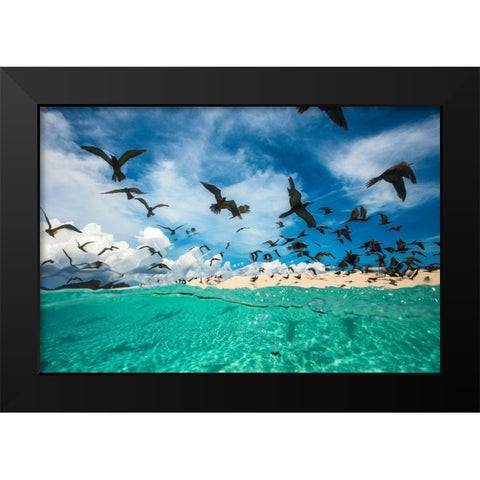 Ocean Bird Black Modern Wood Framed Art Print by Gabriel, Barathieu