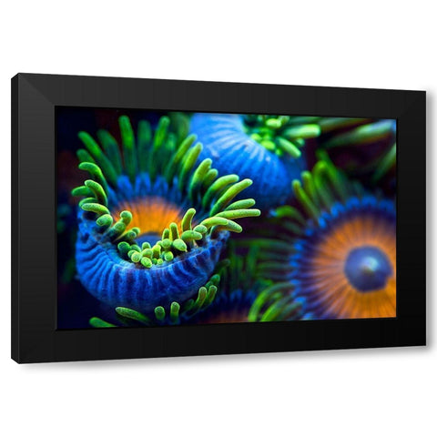 The Colors Of The Reef Ii Black Modern Wood Framed Art Print by Pascual Buye, Santiago