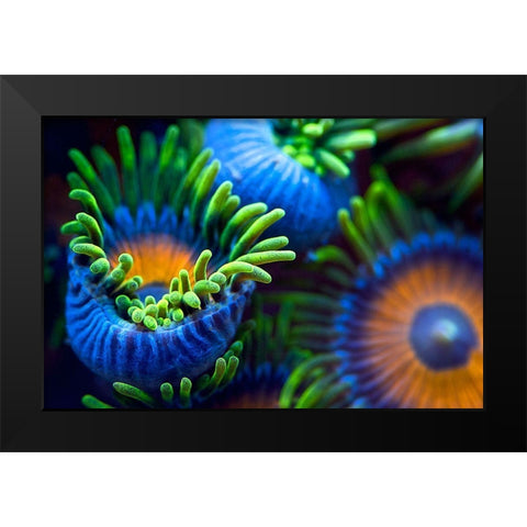 The Colors Of The Reef Ii Black Modern Wood Framed Art Print by Pascual Buye, Santiago