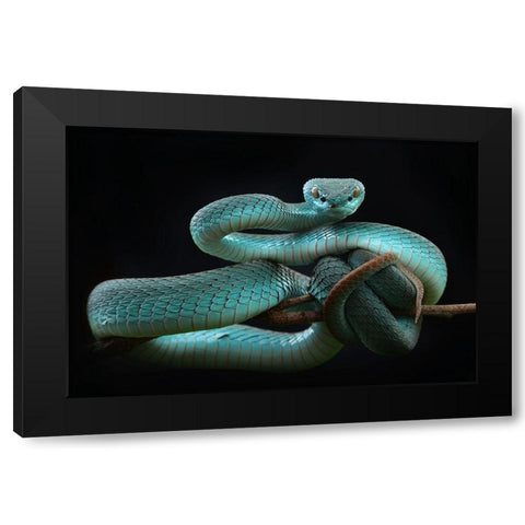 Trimeresurus Insularis [Blue] Black Modern Wood Framed Art Print with Double Matting by Nofri, Wel