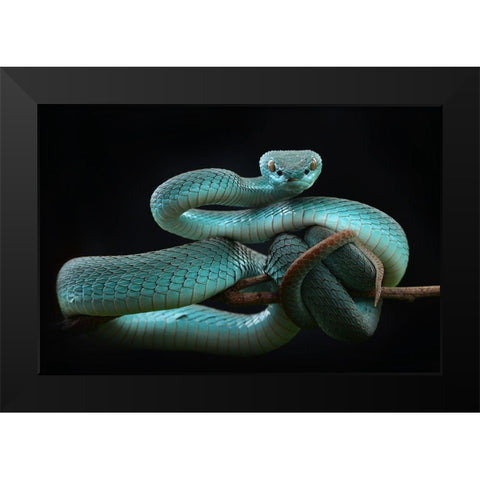 Trimeresurus Insularis [Blue] Black Modern Wood Framed Art Print by Nofri, Wel