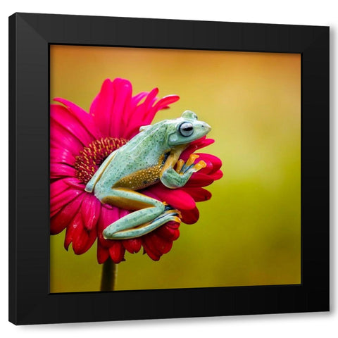 Pretty Frog Black Modern Wood Framed Art Print by Maududdin, Fauzan