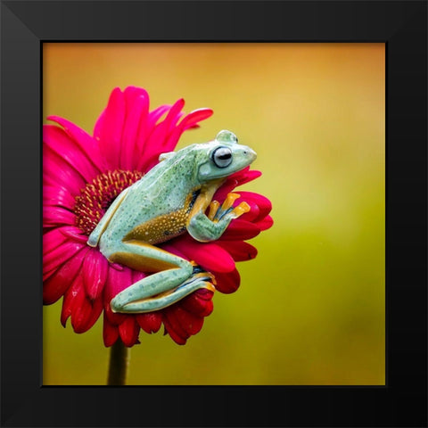 Pretty Frog Black Modern Wood Framed Art Print by Maududdin, Fauzan