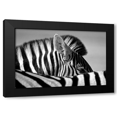 Curious Zebra Black Modern Wood Framed Art Print by Pelissier, Marc