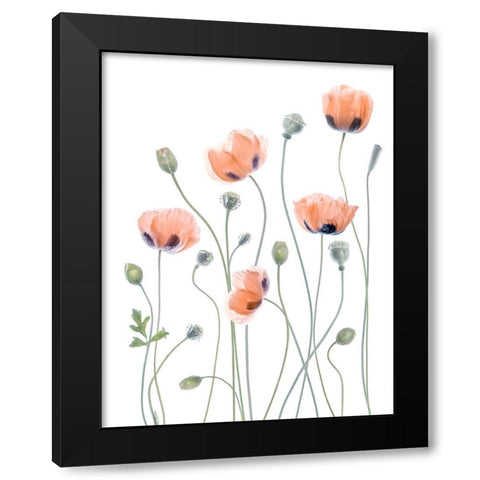 Poppies Black Modern Wood Framed Art Print by Disher, Mandy