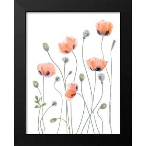 Poppies Black Modern Wood Framed Art Print by Disher, Mandy