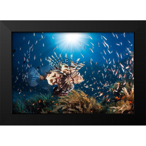 Lionfish Black Modern Wood Framed Art Print by Gabriel, Barathieu