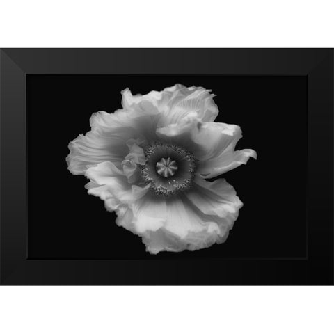 Poppy In Mono Black Modern Wood Framed Art Print by Gronkjar, Lotte
