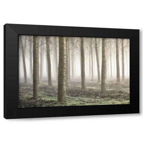 Small Woodland Black Modern Wood Framed Art Print by Carozzi, Fiorenzo