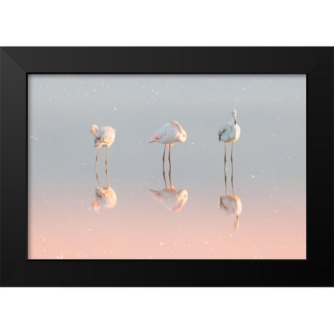 Three Flamingos ... Black Modern Wood Framed Art Print by Rublina, Natalia