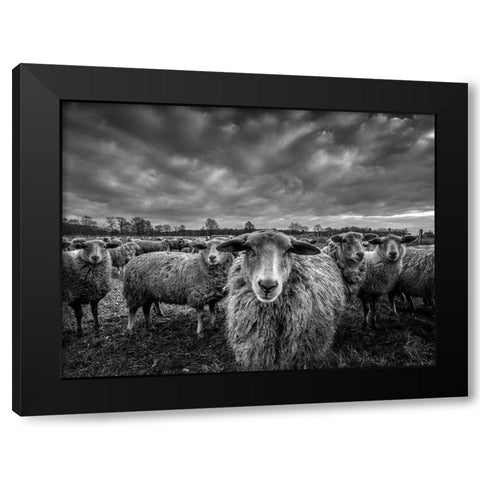 Only Sheep Black Modern Wood Framed Art Print with Double Matting by Coenders, Chris