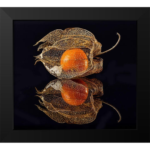 Physalis Black Modern Wood Framed Art Print by Grosshanten, Klaus