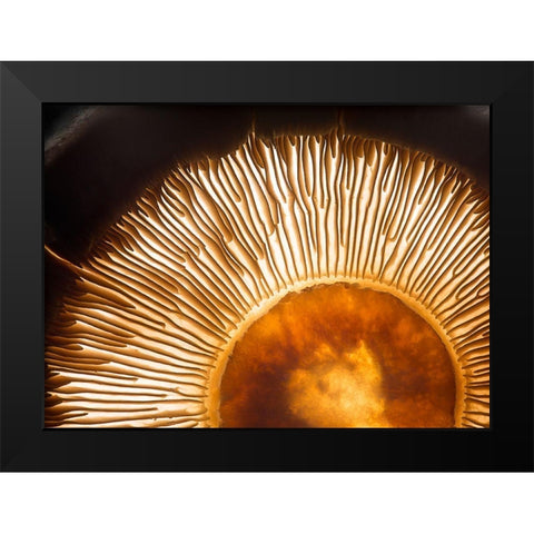 Portobello Mushroom Black Modern Wood Framed Art Print by De Kogel, Wieteke