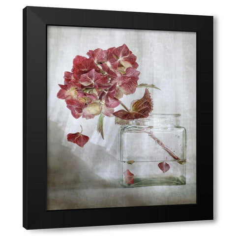 Hydrangea Black Modern Wood Framed Art Print with Double Matting by Disher, Mandy