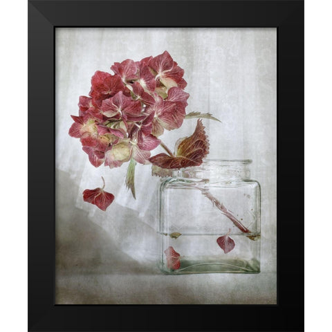 Hydrangea Black Modern Wood Framed Art Print by Disher, Mandy