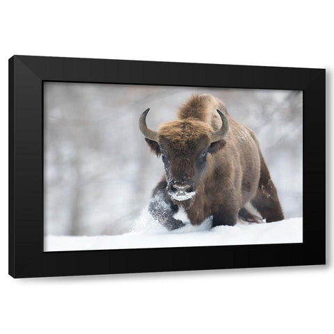 Rewilded Black Modern Wood Framed Art Print by Mastahac, Sebastian