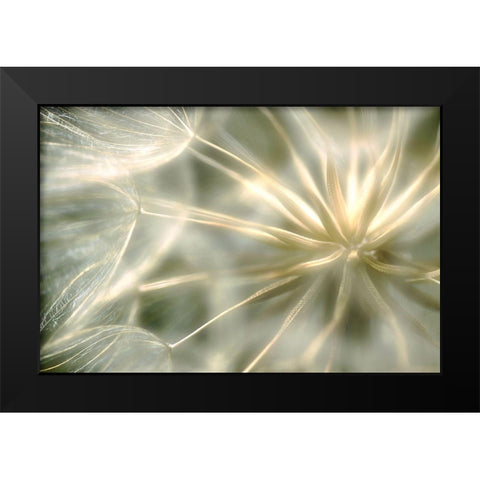 Coeur De Velour ... Black Modern Wood Framed Art Print by Cseresnjes, Anna