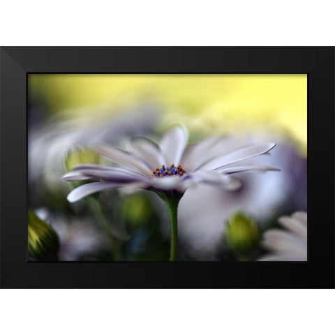 Dream On Black Modern Wood Framed Art Print by Westum, Heidi