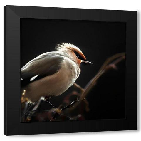 Silk tail Black Modern Wood Framed Art Print by Pettersson, Benny