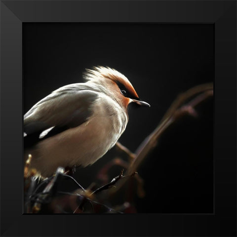 Silk tail Black Modern Wood Framed Art Print by Pettersson, Benny