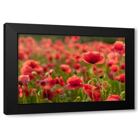 The Light Behind Black Modern Wood Framed Art Print with Double Matting by Gray LIPF, Kristin