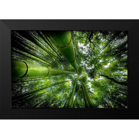 Arashiyama Black Modern Wood Framed Art Print by Ros, David